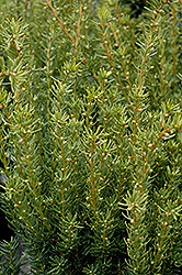 Fairview Yew (Taxus x media 'Fairview') at Green Thumb Garden Centre