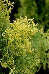 Amber Gold Arborvitae (Thuja occidentalis 'Jantar') at Green Thumb Garden Centre