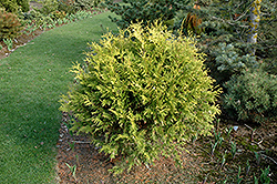 Golden Globe Arborvitae (Thuja occidentalis 'Golden Globe') at Green Thumb Garden Centre