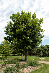 Sugar Maple (Acer saccharum) at Green Thumb Garden Centre