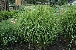 Porcupine Grass (Miscanthus sinensis 'Strictus') at Green Thumb Garden Centre