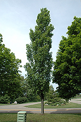 Armstrong Maple (Acer x freemanii 'Armstrong') at Green Thumb Garden Centre