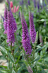 Purpleicious Speedwell (Veronica 'Purpleicious') at Green Thumb Garden Centre