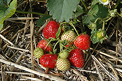 Everbearing Strawberry (Fragaria 'Everbearing') at Green Thumb Garden Centre