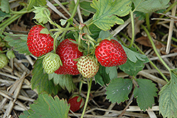 June-Bearing Strawberry (Fragaria 'June-Bearing') at Green Thumb Garden Centre