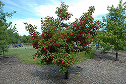 Hot Wings Tatarian Maple (Acer tataricum 'GarAnn') at Green Thumb Garden Centre
