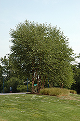 Heritage River Birch (clump) (Betula nigra 'Heritage (clump)') at Green Thumb Garden Centre