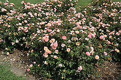 Apricot Drift Rose (Rosa 'Meimirrote') at Green Thumb Garden Centre