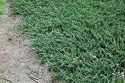 Bar Harbor Juniper (Juniperus horizontalis 'Bar Harbor') at Green Thumb Garden Centre