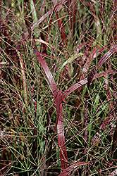Prairie Fire Red Switch Grass (Panicum virgatum 'Prairie Fire') at Green Thumb Garden Centre
