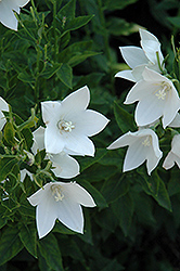 Fuji White Balloon Flower (Platycodon grandiflorus 'Fuji White') at Green Thumb Garden Centre