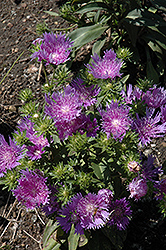 Peachie's Pick Aster (Stokesia laevis 'Peachie's Pick') at Green Thumb Garden Centre