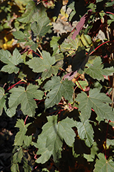 Regal Petticoat Sycamore Maple (Acer pseudoplatanus 'Tunpetti') at Green Thumb Garden Centre