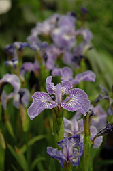 Dwarf Arctic Iris (Iris setosa var. arctica) at Green Thumb Garden Centre
