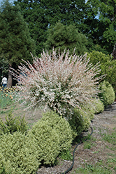 Tricolor Willow (tree form) (Salix integra 'Hakuro Nishiki (tree form)') at Green Thumb Garden Centre