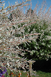 Tricolor Willow (tree form) (Salix integra 'Hakuro Nishiki (tree form)') at Green Thumb Garden Centre
