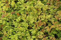 Color Flash Lime Astilbe (Astilbe x arendsii 'Color Flash Lime') at Green Thumb Garden Centre