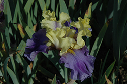 Edith Wolford Iris (Iris 'Edith Wolford') at Green Thumb Garden Centre