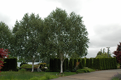 Whitebark Himalayan Birch (Betula utilis 'var. jacquemontii') at Green Thumb Garden Centre