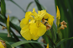 Yellow Flag Iris (Iris pseudacorus) at Green Thumb Garden Centre
