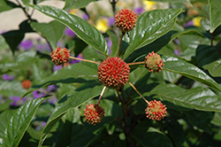 Button Bush (Cephalanthus occidentalis) at Green Thumb Garden Centre
