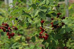 Chester Thornless Blackberry (Rubus 'Chester') at Green Thumb Garden Centre