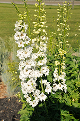 Pacific Giant Galahad Larkspur (Delphinium 'Galahad') at Green Thumb Garden Centre