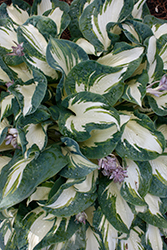 Hans Hosta (Hosta 'Hans') at Green Thumb Garden Centre