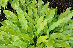 Wiggles and Squiggles Hosta (Hosta 'Wiggles and Squiggles') at Green Thumb Garden Centre