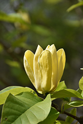 Yellow Bird Magnolia (Magnolia 'Yellow Bird') at Green Thumb Garden Centre