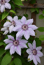 Nelly Moser Clematis (Clematis 'Nelly Moser') at Green Thumb Garden Centre