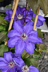 Vancouver Danielle Clematis (Clematis 'Vancouver Danielle') at Green Thumb Garden Centre