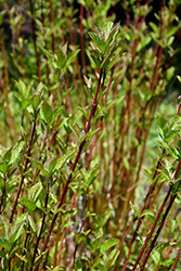 Arctic Fire Red Twig Dogwood (Cornus sericea 'Farrow') at Green Thumb Garden Centre