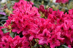 Nova Zembla Rhododendron (Rhododendron 'Nova Zembla') at Green Thumb Garden Centre