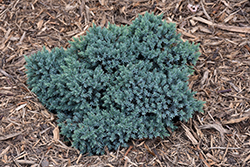 Blue Star Juniper (Juniperus squamata 'Blue Star') at Green Thumb Garden Centre