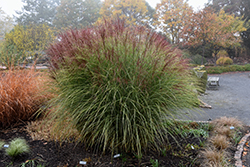 Morning Light Maiden Grass (Miscanthus sinensis 'Morning Light') at Green Thumb Garden Centre