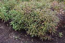 Sweetfern (Comptonia peregrina) at Green Thumb Garden Centre