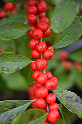 Red Sprite Winterberry (Ilex verticillata 'Red Sprite') at Green Thumb Garden Centre