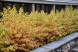 Midwinter Fire Dogwood (Cornus sanguinea 'Midwinter Fire') at Green Thumb Garden Centre