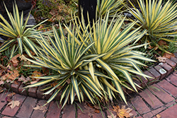 Color Guard Adam's Needle (Yucca filamentosa 'Color Guard') at Green Thumb Garden Centre