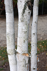 Whitebark Himalayan Birch (Betula utilis 'var. jacquemontii') at Green Thumb Garden Centre