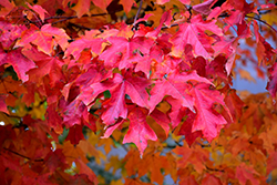 Fall Fiesta Sugar Maple (Acer saccharum 'Bailsta') at Green Thumb Garden Centre
