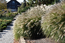 Gracillimus Maiden Grass (Miscanthus sinensis 'Gracillimus') at Green Thumb Garden Centre