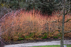 Midwinter Fire Dogwood (Cornus sanguinea 'Midwinter Fire') at Green Thumb Garden Centre