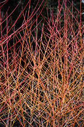 Midwinter Fire Dogwood (Cornus sanguinea 'Midwinter Fire') at Green Thumb Garden Centre