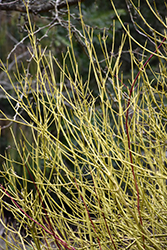 Yellow Twig Dogwood (Cornus sericea 'Flaviramea') at Green Thumb Garden Centre