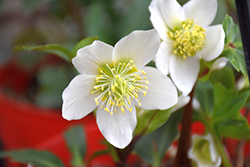 Gold Collection Jacob Hellebore (Helleborus niger 'Jacob') at Green Thumb Garden Centre