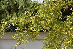 Lorbergii Peashrub (Caragana arborescens 'Lorbergii') at Green Thumb Garden Centre