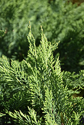 Tam Juniper (Juniperus sabina 'Tamariscifolia') at Green Thumb Garden Centre