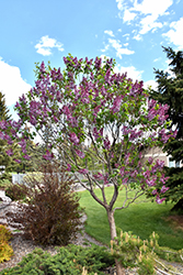 Sensation Lilac (Syringa vulgaris 'Sensation') at Green Thumb Garden Centre
